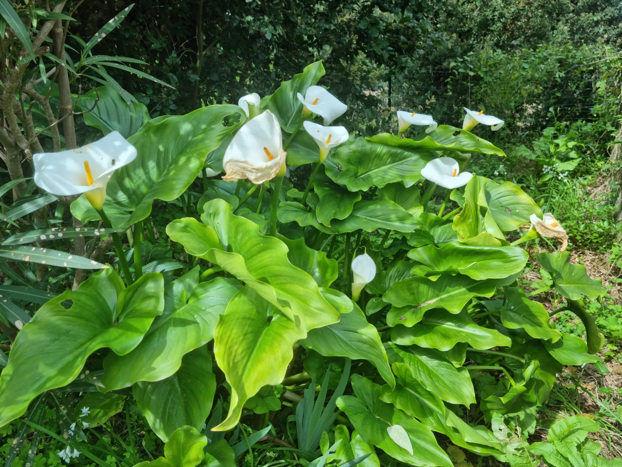 Calla
